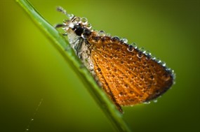 休憩的蝴蝶图片